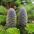 Korean Fir Flores Abies koreana 100 PCS Seeds Korean Fir Flores Abies koreana 100 PCS Seeds