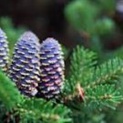 Korean Fir Tree Seeds Abies Koreana 30 PCS Seeds