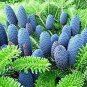 Korean Fir Tree Seeds Abies Koreana 30 PCS Seeds