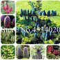 Korean Fir Tree Seeds Abies Koreana 30 PCS Seeds