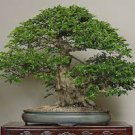 Korean Hornbeam Tree Bonsai Very Beautiful Mini Bonsai 50 PCS Seeds