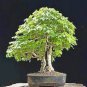 Korean Hornbeam Tree Bonsai Very Beautiful Mini Bonsai 50 PCS Seeds