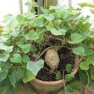 Kudzu Pueraria tuberosa 80 PCS Seeds