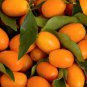 Kumquat Golden Orange Cumquats Kinkan Golden Tangerine Fruits 200 PCS Seeds