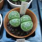 L. julii ssp fulleri cv fullergreen C56A  salicola 'malachite' C56A Combination 100 PCS Seeds