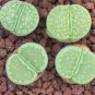 L. julii ssp fulleri cv fullergreen C56A  salicola 'malachite' C56A Combination 100 PCS Seeds