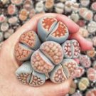 L. karasmontana C369B Succulents Garden Plants 100 PCS Seeds