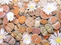 L. pseudotruncatella C73 Succulents Garden Plants 100 PCS Seeds