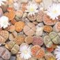 L. pseudotruncatella C73 Succulents Garden Plants 100 PCS Seeds