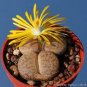 L. pseudotruncatella C73 Succulents Garden Plants 100 PCS Seeds
