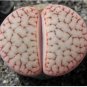 L. pseudotruncatella C73 Succulents Garden Plants 100 PCS Seeds