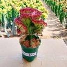 Lactea Bonsai 100 PCS Seeds