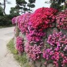 Lampranthus spectabilis Flaw Seeds Aizoaceae Perennial Evergreen Plants 50 PCS Seeds