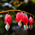 Lamprocapnos spectabilis Mixed Bleeding Heart Perennial Herbs Flower 5 PCS Seeds Lamprocapnos spectabilis Mixed Bleeding Heart Perennial Herbs Flower 5 PCS Seeds
