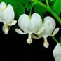 Lamprocapnos spectabilis Mixed Bleeding Heart Perennial Herbs Flower 5 PCS Seeds