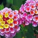 Lantana Camara Flower 50 PCS Seeds