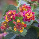Lantana camara flower 100 PCS Seeds