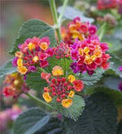 Lantana camara flower 100 PCS Seeds