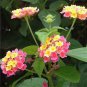 Lantana camara flower 100 PCS Seeds