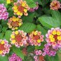 Lantana Camara Perennial Big Wild Sage Flower 10 PCS Seeds