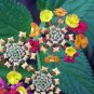 Lantana Camara Perennial Big Wild Sage Flower 10 PCS Seeds
