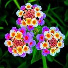 Lantana Camara Perennial Bonsai Flowers 20 PCS Seeds