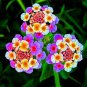 Lantana Camara Perennial Bonsai Flowers 20 PCS Seeds