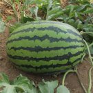 Lanzhou P2 Big Green Watermelon 70 PCS Seeds