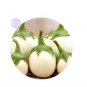 Lao White Eggplant 200 PCS Seeds