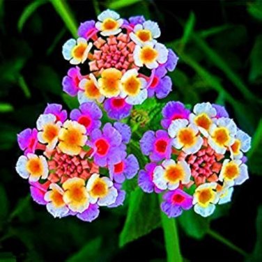Lantana Mixed 20 PCS Seeds