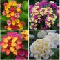 Lantana Mixed 20 PCS Seeds