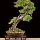 Larch Bonsai Larix Tree Bonsai New Arrival Home Garden Plant 100 PCS Seeds