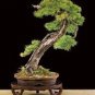 Larch Bonsai Larix Tree Bonsai New Arrival Home Garden Plant 100 PCS Seeds