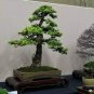 Larch Bonsai Larix Tree Bonsai New Arrival Home Garden Plant 100 PCS Seeds