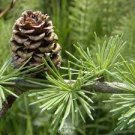 Larch Pine Tree Plants 50 PCS Seeds Larch Pine Tree Plants 50 PCS Seeds