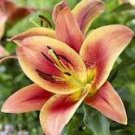 Large Bonsai Lilium Flower 200 PCS Seeds