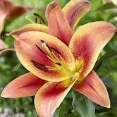 Large Bonsai Lilium Flower 200 PCS Seeds