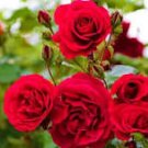Large Feral Red Rose Flower 50 PCS Seeds