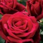 Large Feral Red Rose Flower 50 PCS Seeds