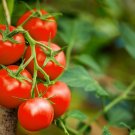 Large Tomato Middle Red Truss Plant 100 PCS Seeds