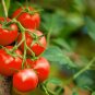 Large Tomato Middle Red Truss Plant 100 PCS Seeds