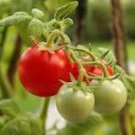 Large Tomato Seeds Glowing Gold Neon Red Stripes Fruits 100 PCS Seeds