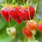 Large-sized Bright Red Cream Red Strawberry 60 PCS Seeds