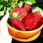 Large-sized Bright Red Cream Red Strawberry 60 PCS Seeds