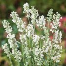 Lavandula angustifolia White Lavender Flower 200 PCS Seeds