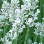 Lavandula angustifolia White Lavender Flower 200 PCS Seeds