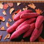 Leguminosae sweet potato 100 PCS Seeds