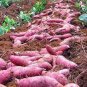 Leguminosae sweet potato 100 PCS Seeds
