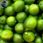 Lemon Mexican Green Fruit Tree 20 PCS Seeds
