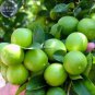 Lemon Mexican Green Fruit Tree 20 PCS Seeds